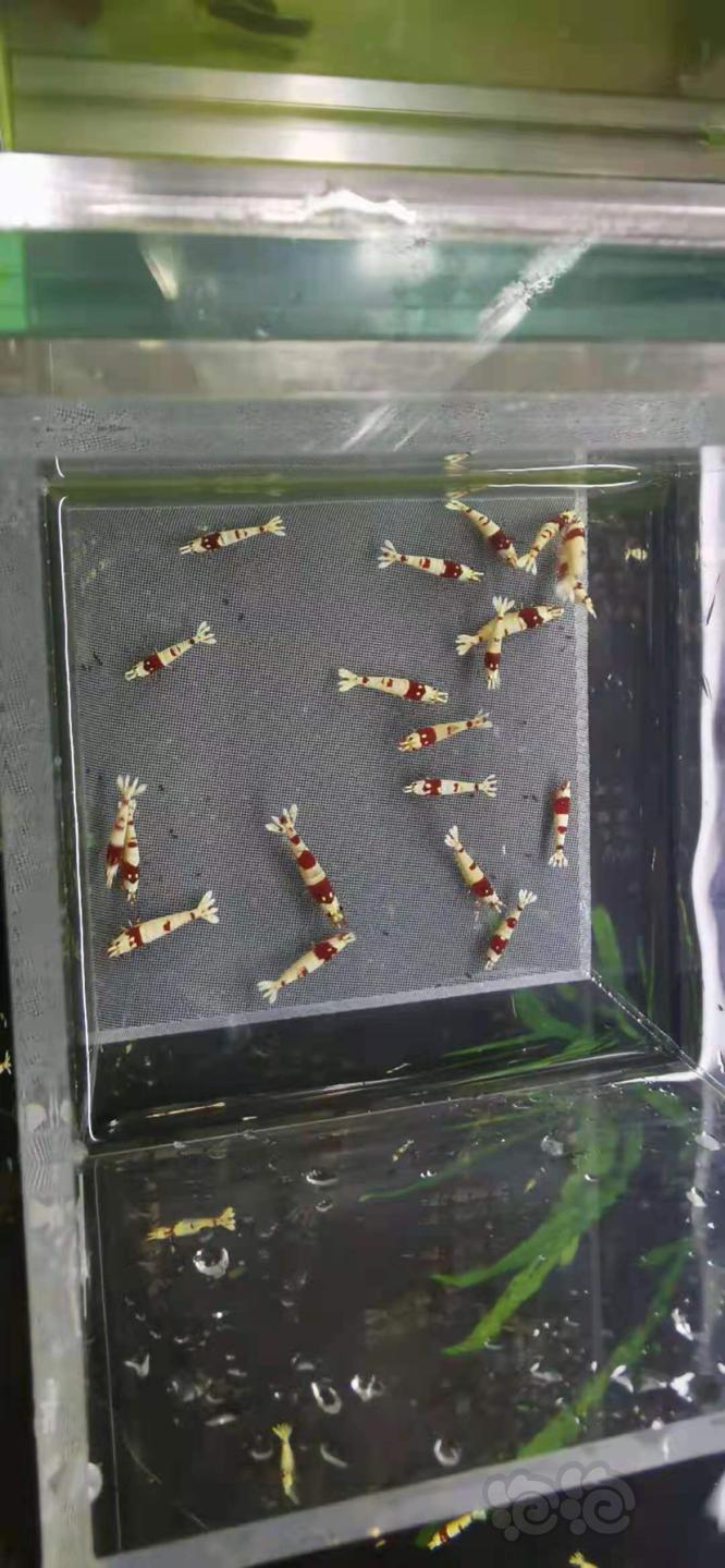 【虾】2021-04-25RMB拍卖#红白水晶虾1份20只-图5