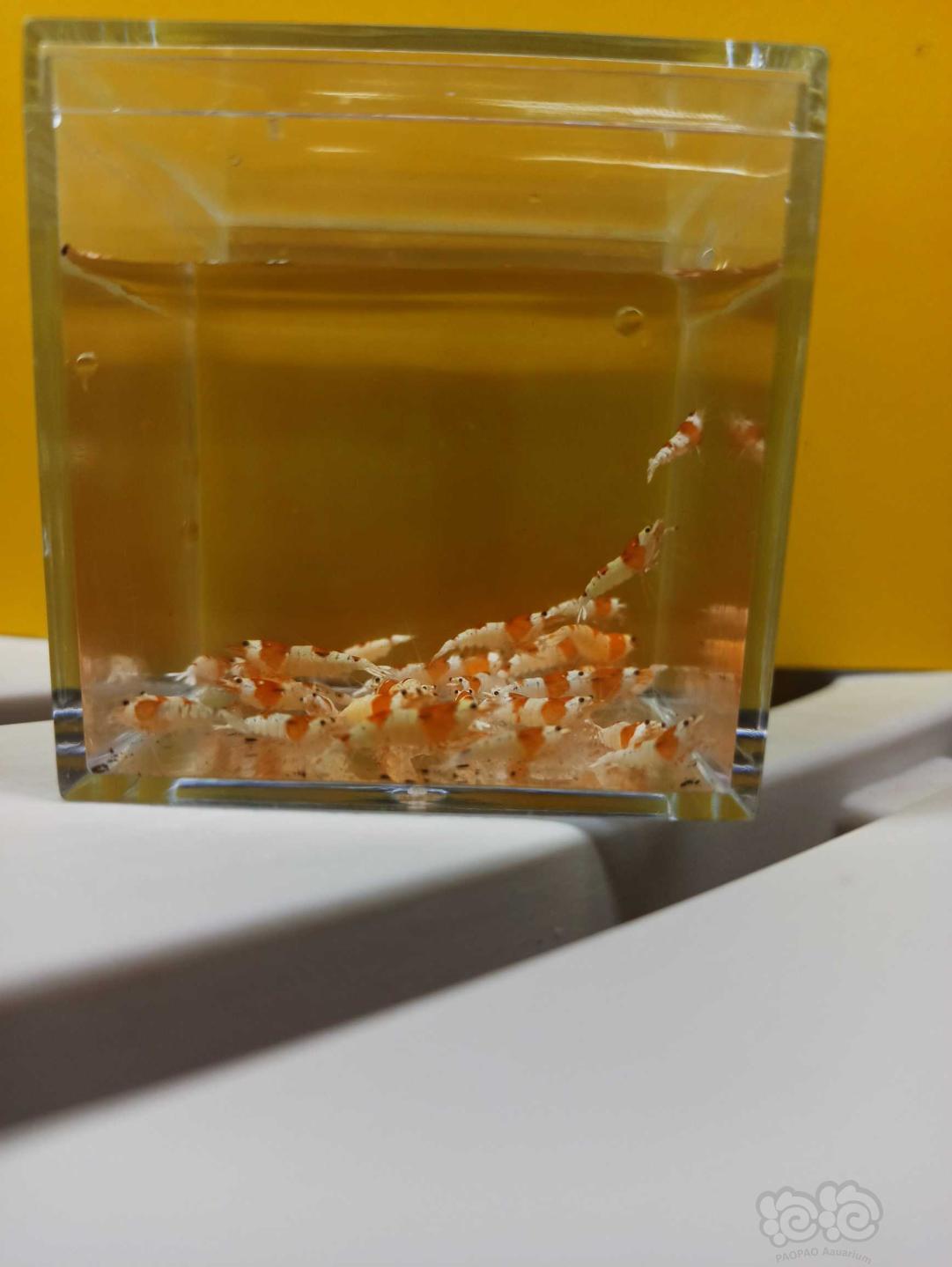 广州出一盒淘汰的红白水晶虾小虾-图6