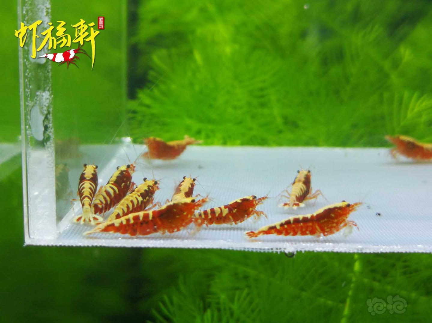 【虾】2021-04-26#RMB拍卖#红银河星钻淘汰级10只-图1