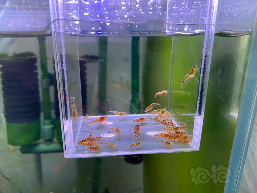 【虾】2021-4-11#RMB拍卖#  红花虎一份40只-图2