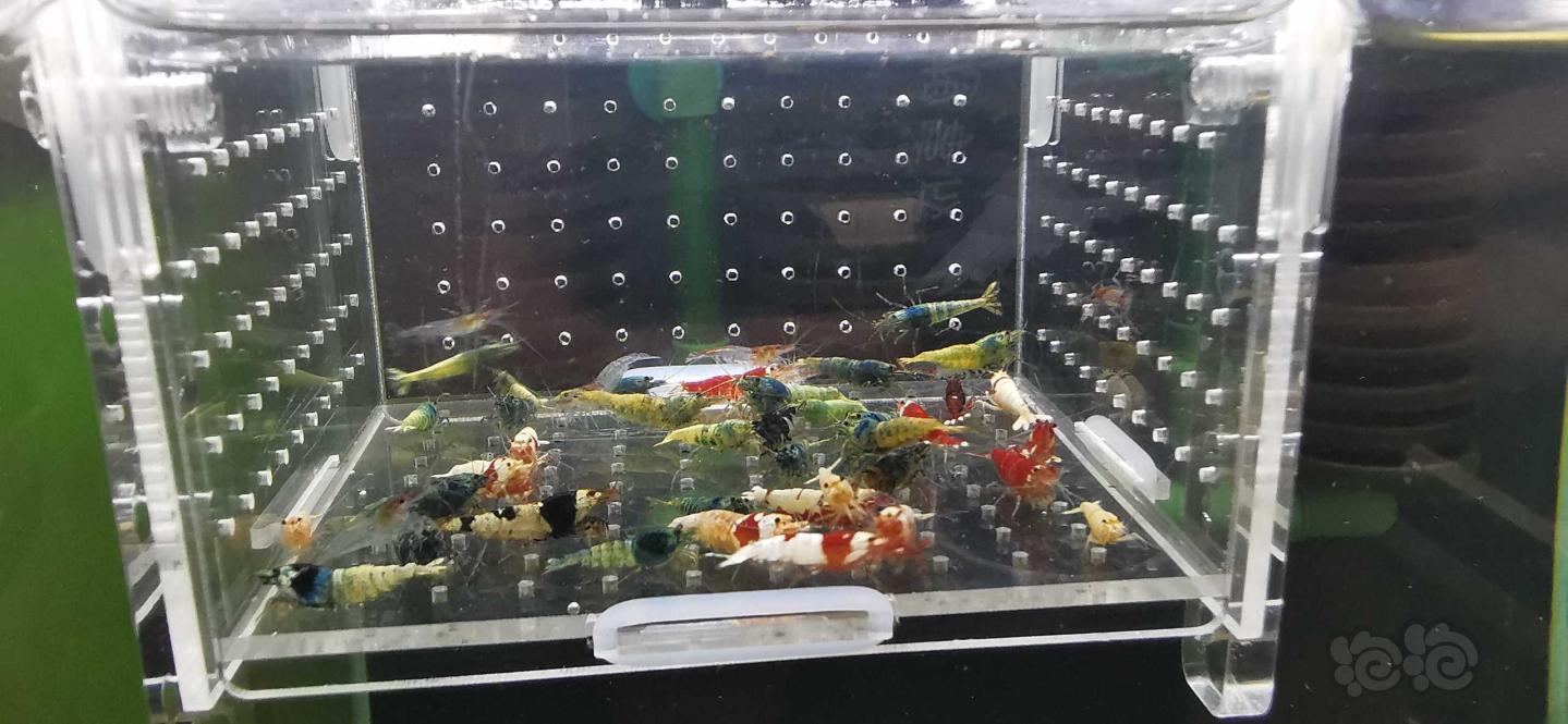 【虾】2021－04－09#RMB拍卖杂虾一份45只-图4