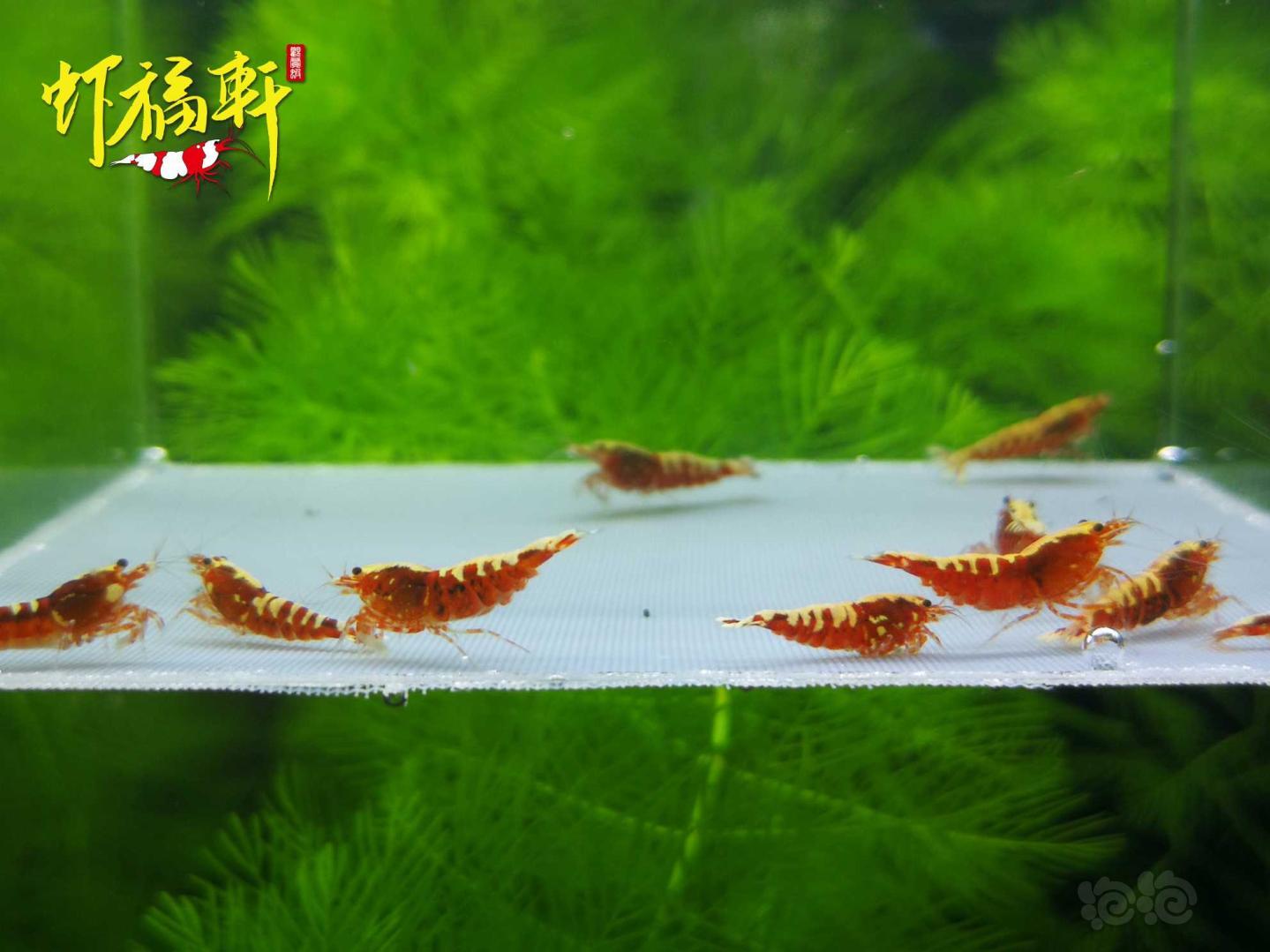 【虾】2021-04-26#RMB拍卖#红银河星钻淘汰级10只-图3