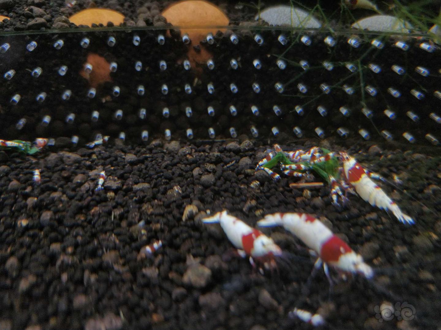 晒晒红白水晶虾-图7