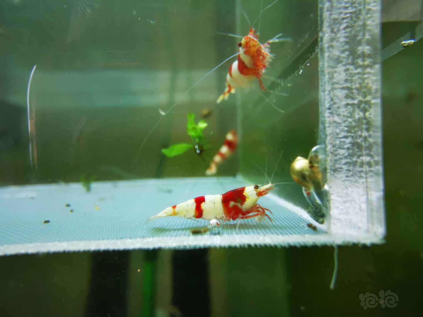 【虾】2021-04-27#RMB#拍卖红白水晶虾-图5