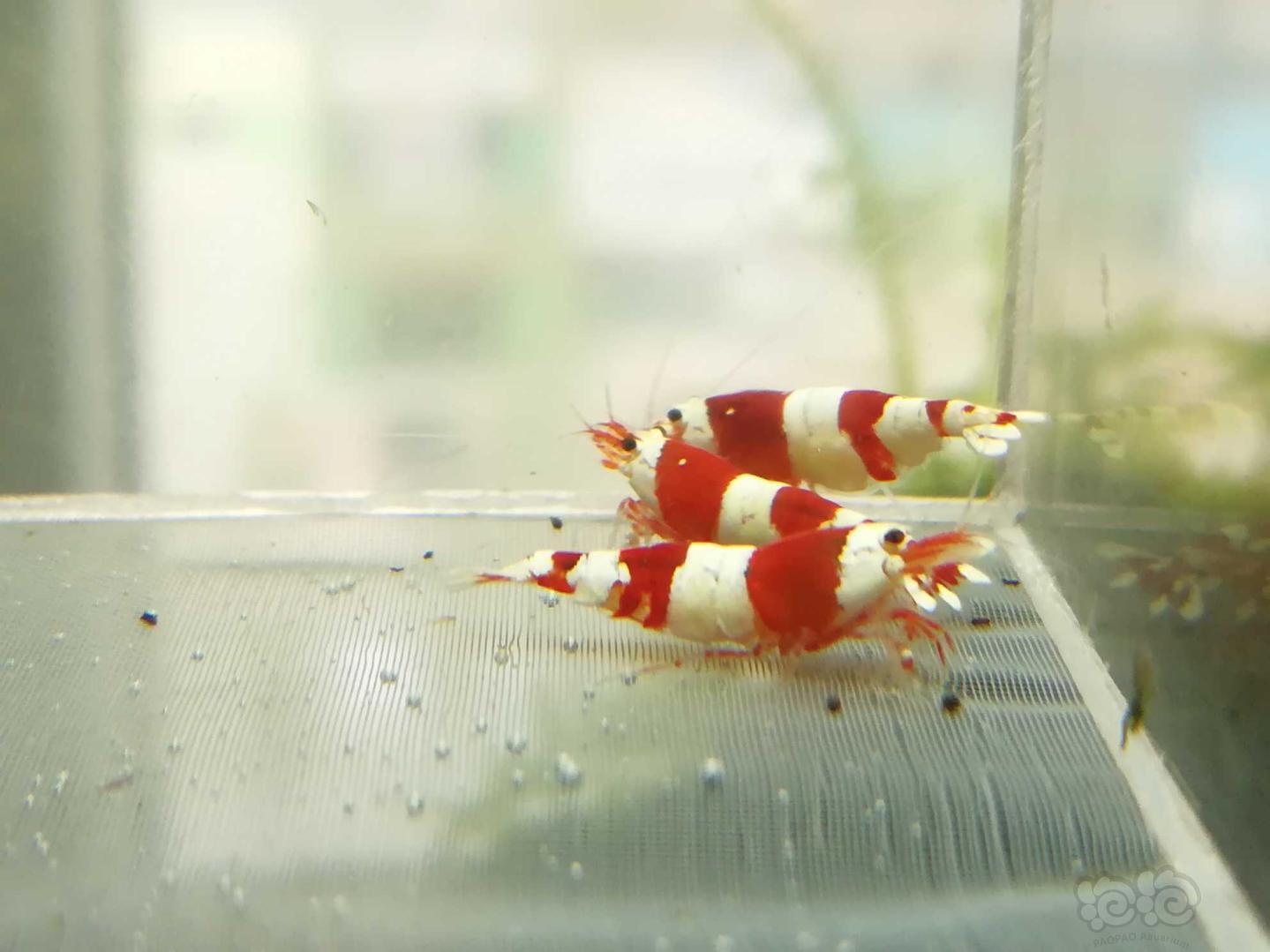 【虾】2021-04-15#RMB拍卖#红白纯血水晶虾一份4只-图4