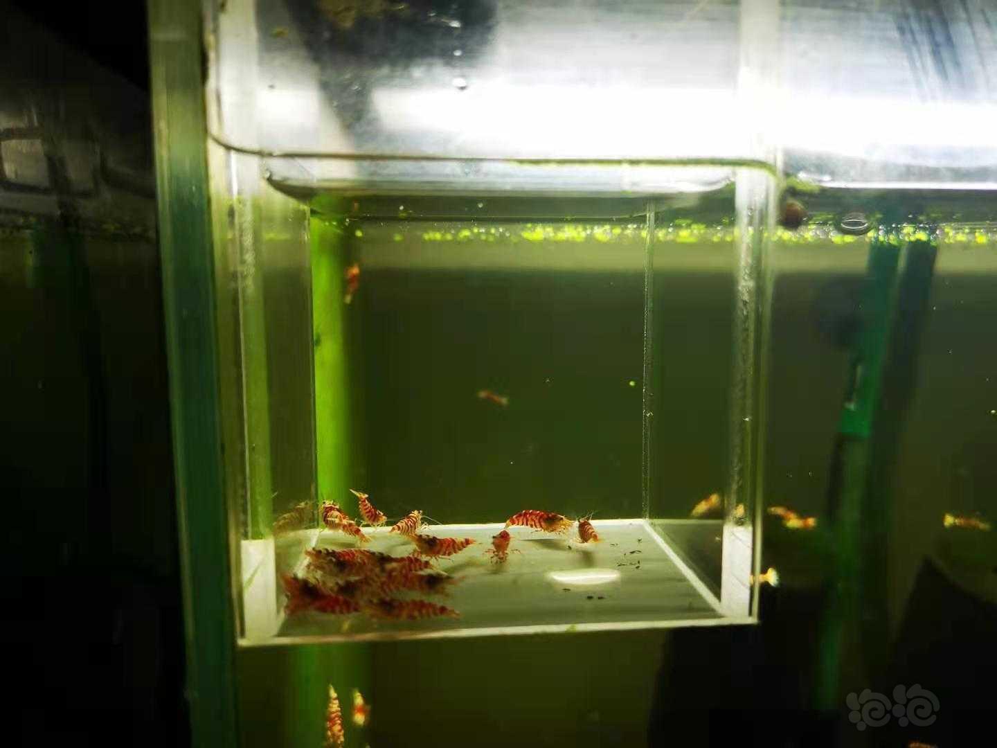 【虾】2021-04-24 # RMB 拍卖一线缸红花虎淘汰-图3