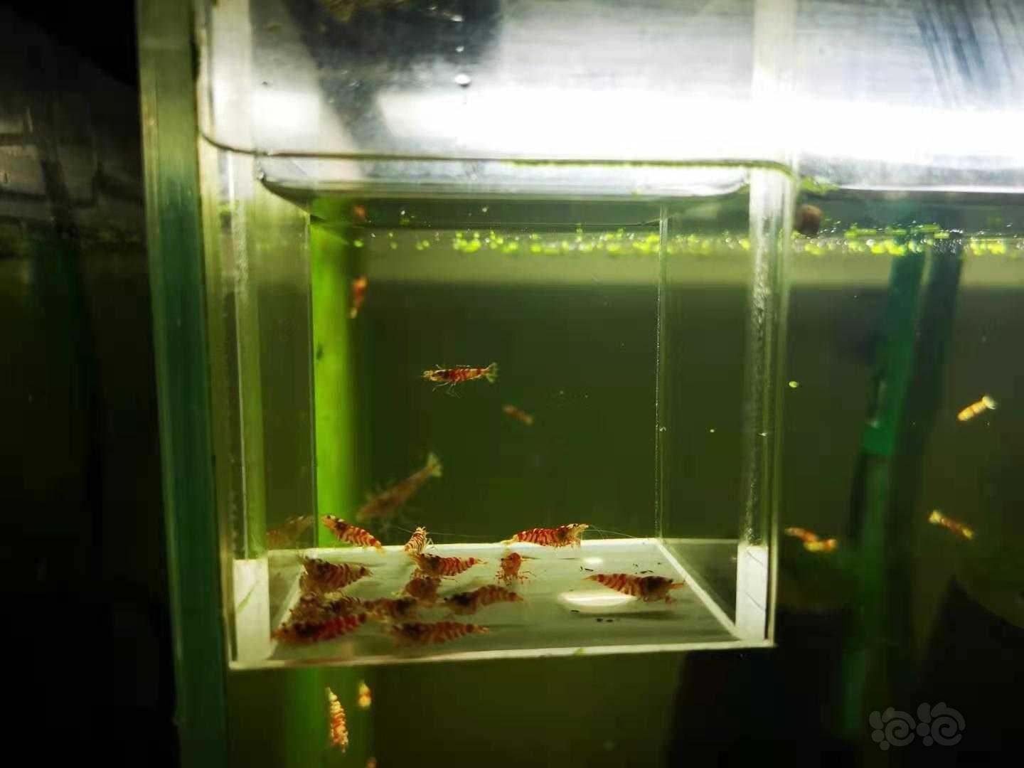 【虾】2021-04-24 # RMB 拍卖一线缸红花虎淘汰-图2