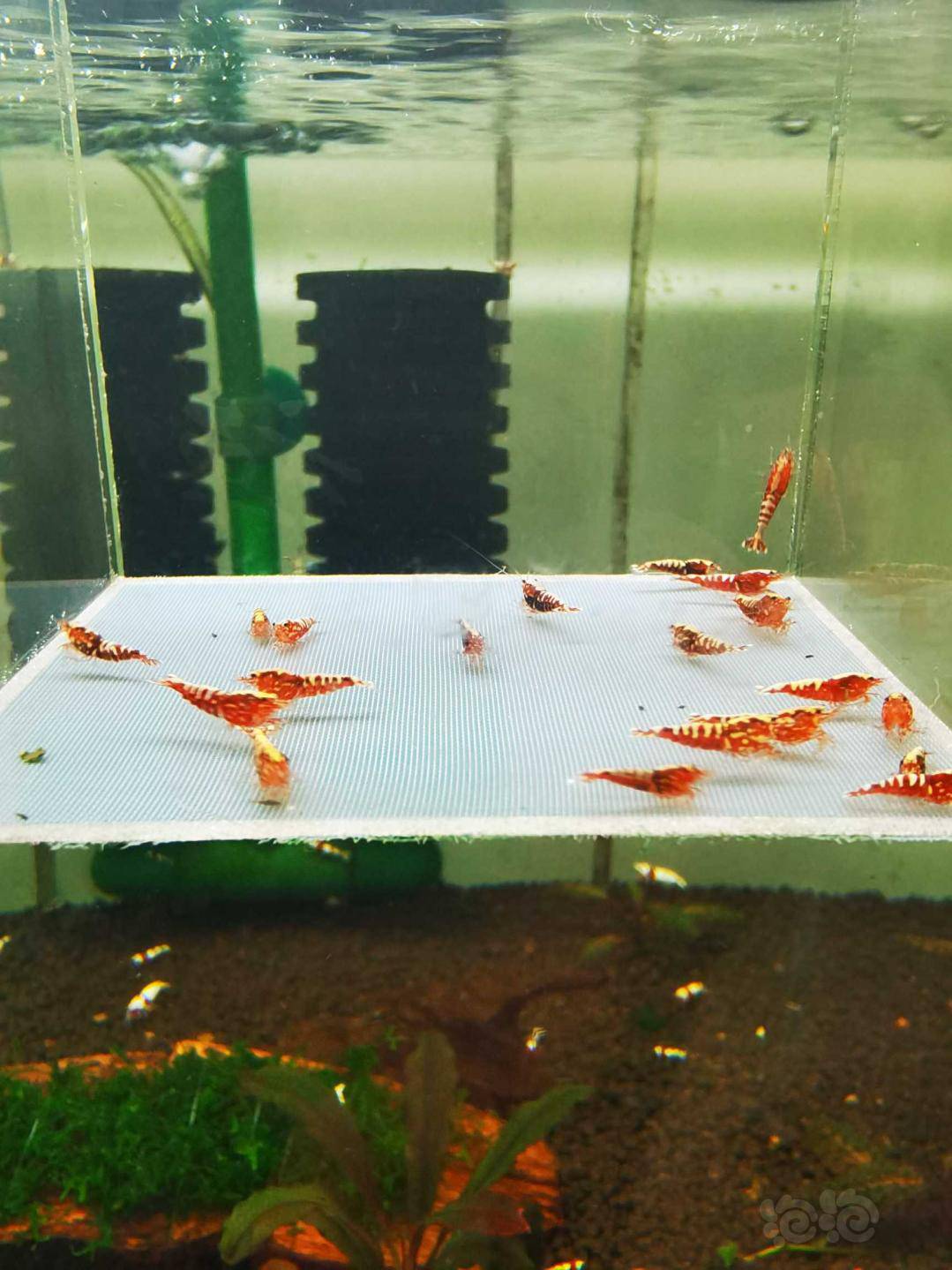 2021427rmb拍卖红银河水晶虾一份20只