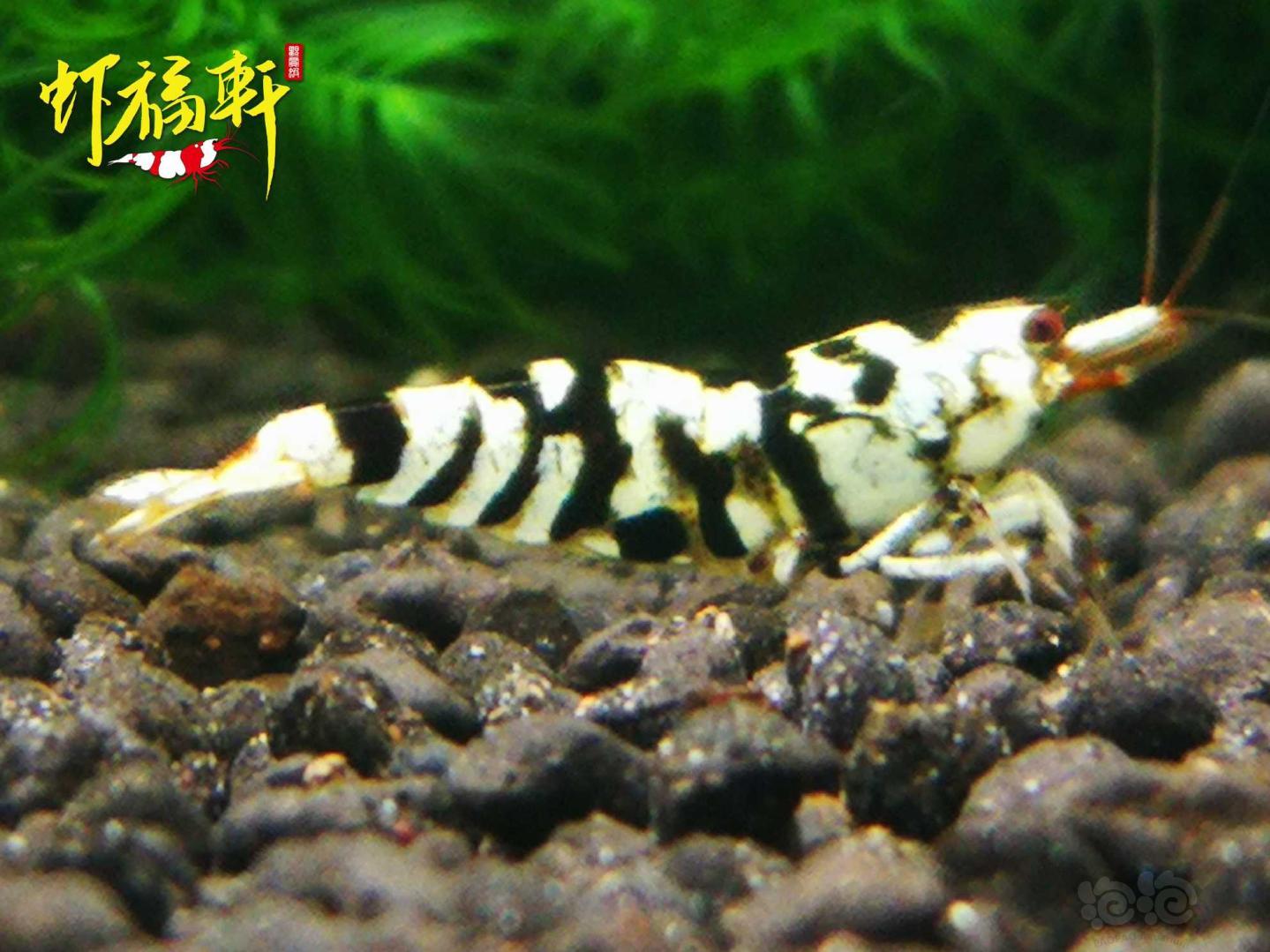 【虾】2021-04-29#RMB拍卖#黑花虎4只-图7