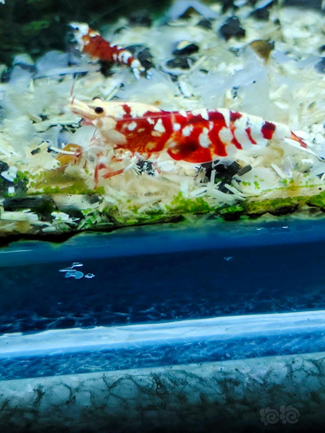 太极红花虎水晶虾-图6