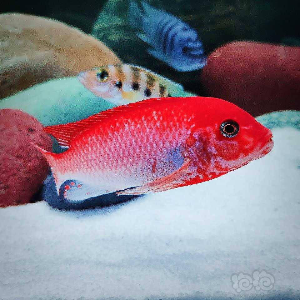 小型热带鱼 【三湖慈鲷】牛爷的瑞典鸿基,目前国内只此一条,向牛爷