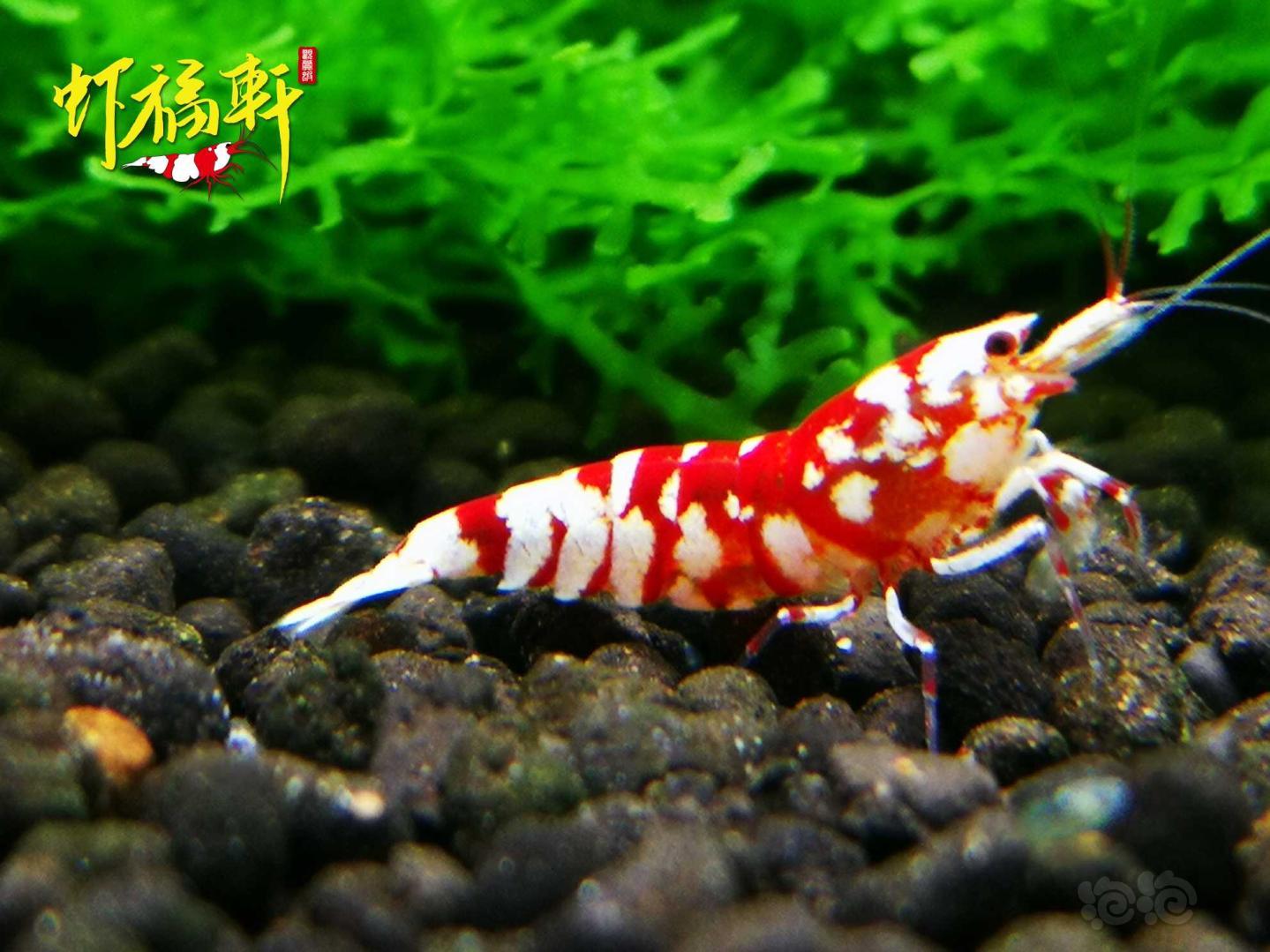 【虾】2021-04-06#RMB拍卖#红花虎2只-图2
