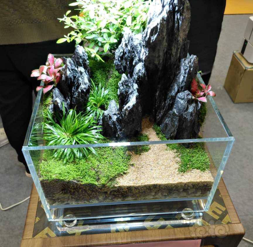 郑州会层水陆盆景一瞥