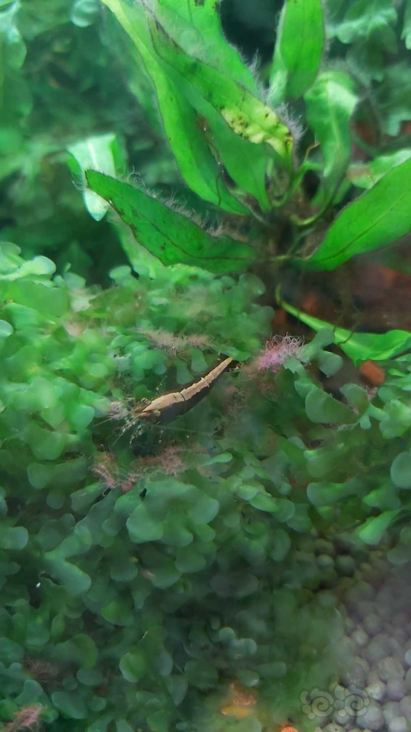 发色的黑壳虾-图1