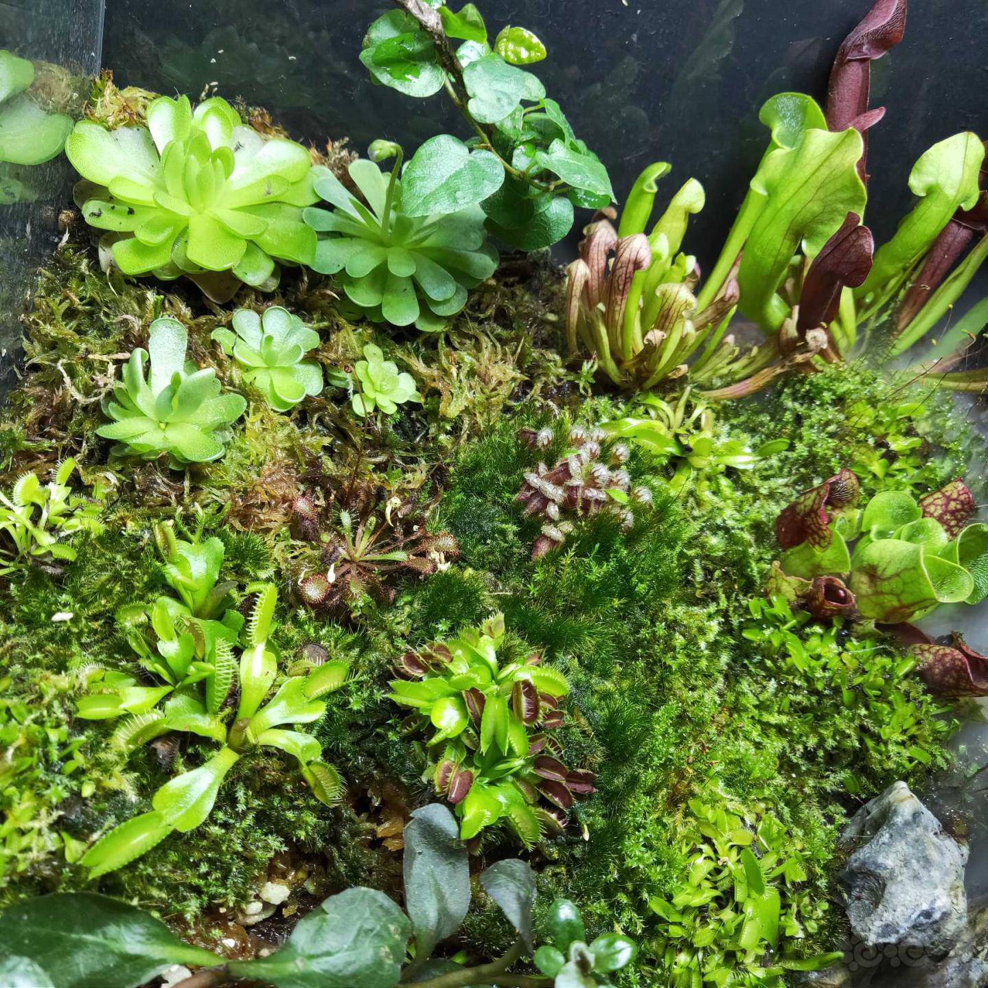 【食虫】第一个水陆缸-图3