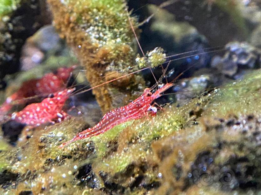 苏虾中级班小型虾篇帝虎星点木纹虎纹兰花