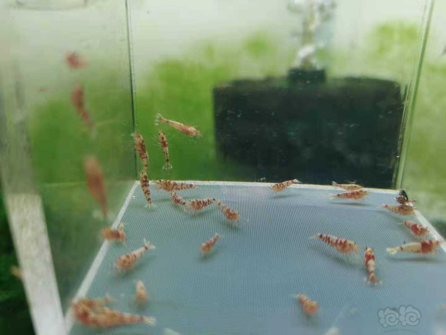 【虾】2021-4-4#RMB拍卖 红花虎水晶虾-图2