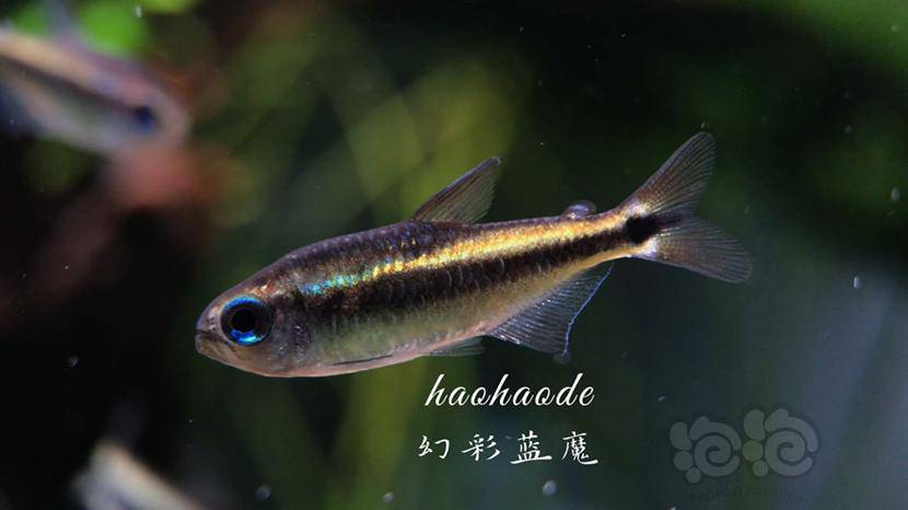 灯科鱼多彩的幻彩蓝魔