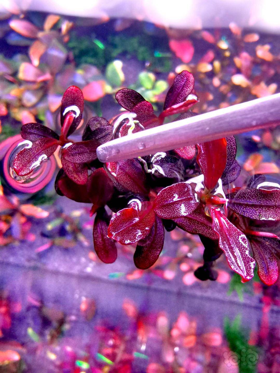 出一份幻影辣椒榕