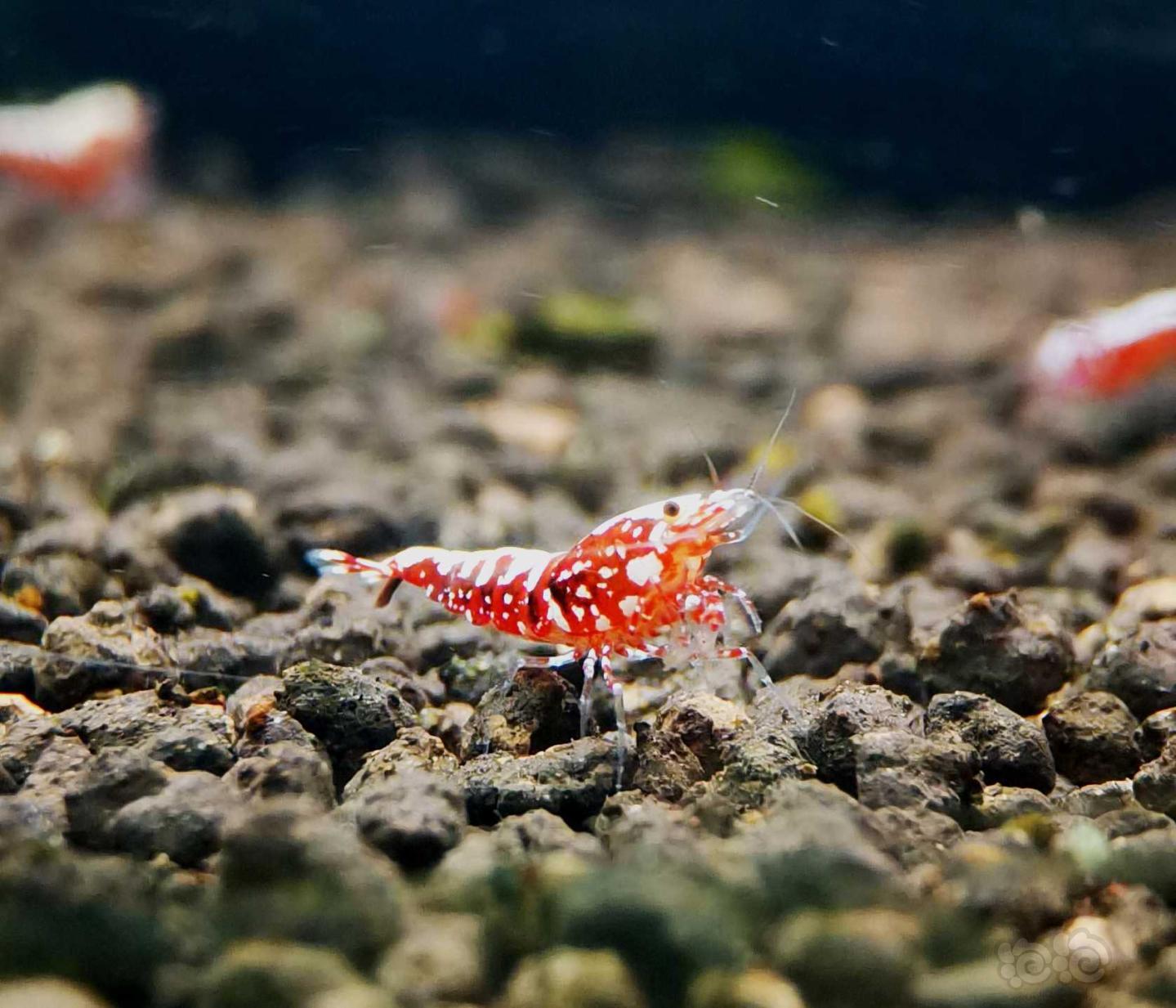 【虾】2021-4-3#RMB拍卖#红银河星钻水晶虾一份8只-图4