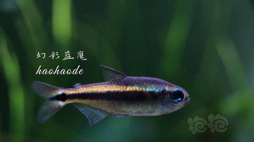 灯科鱼多彩的幻彩蓝魔