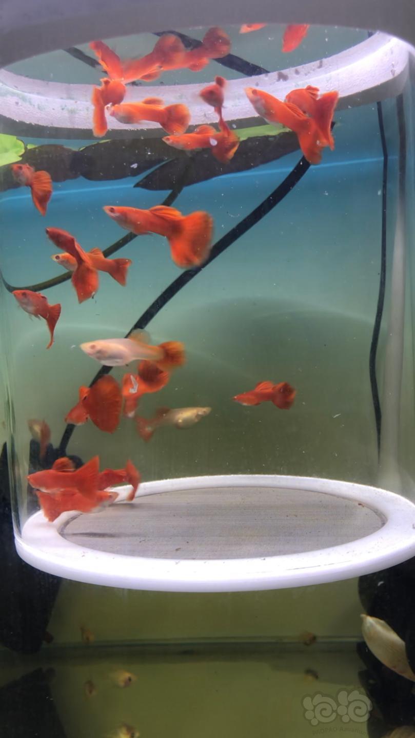 熱帶魚血紅純紅孔雀魚