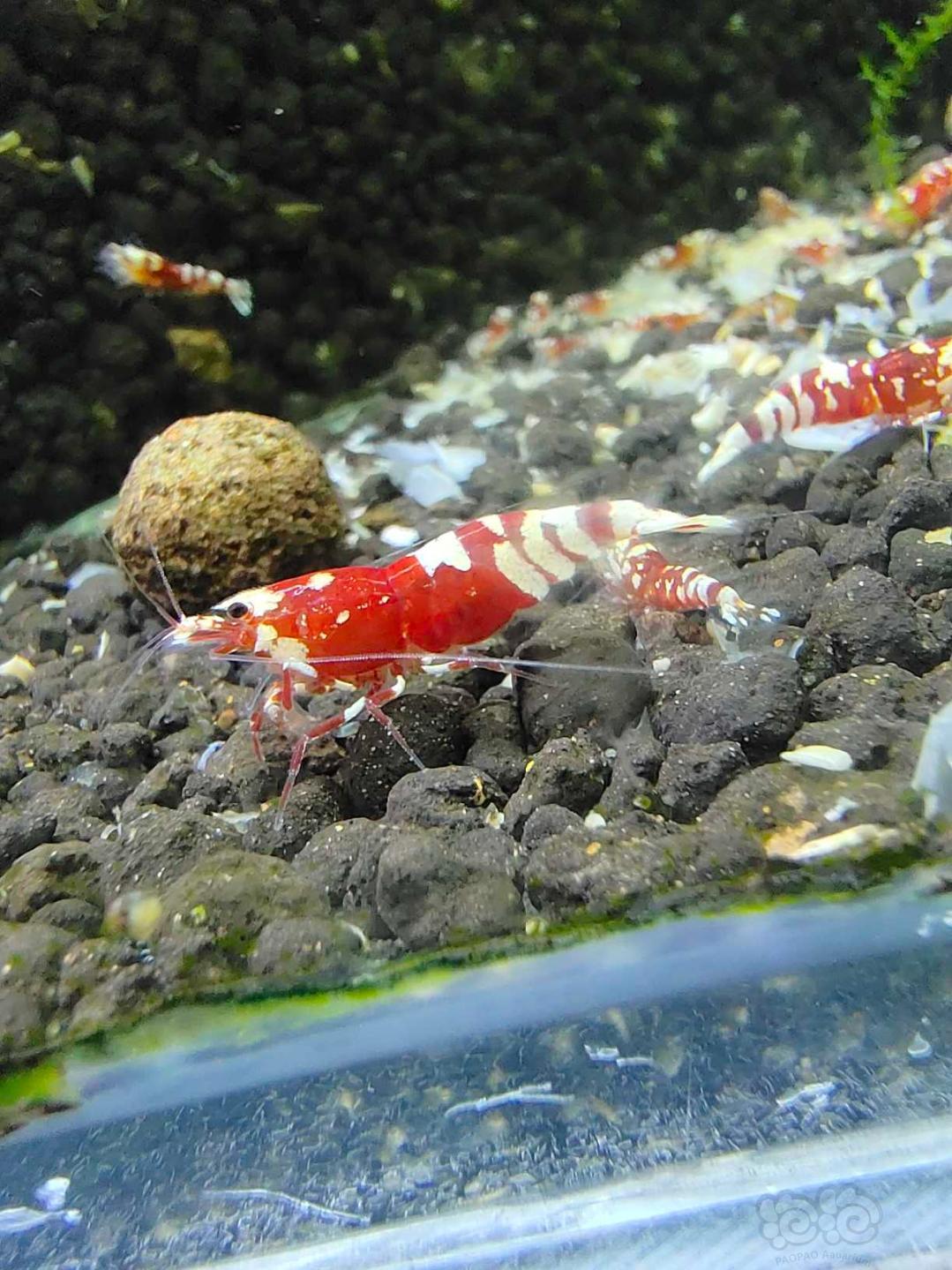 太极红花虎水晶虾-图3