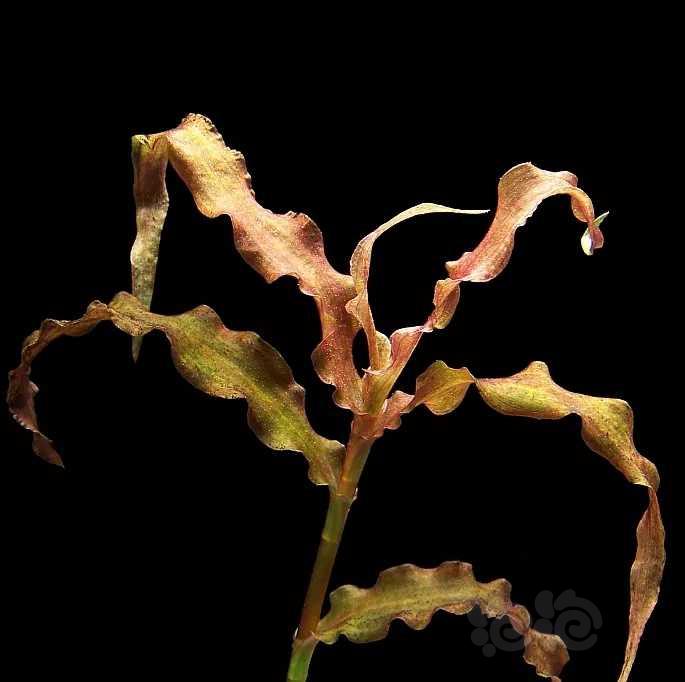 水草小百科 — 红水竹叶-图1