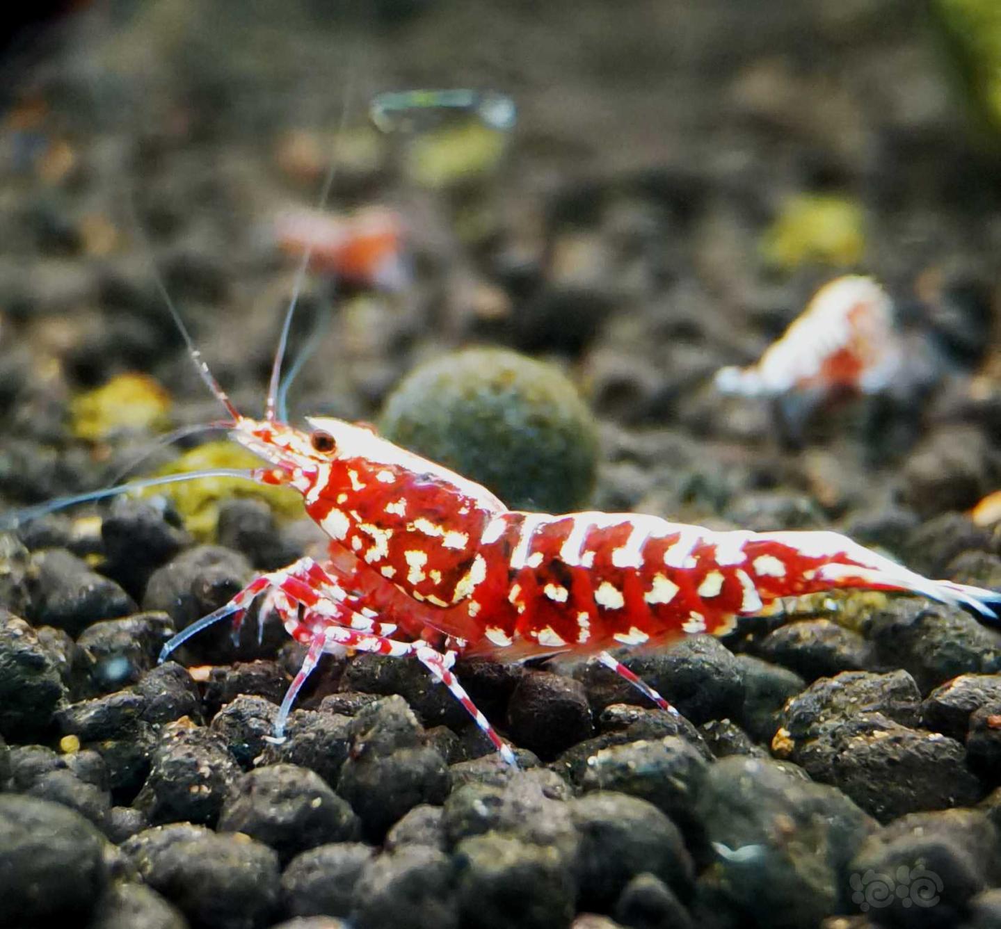 【虾】2021-4-3#RMB拍卖#深色系红银河星钻水晶虾繁殖组一份3只-图5