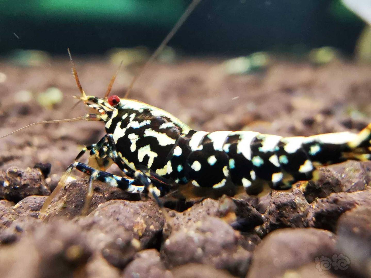 20210415rmb拍卖星钻银河水晶虾一对