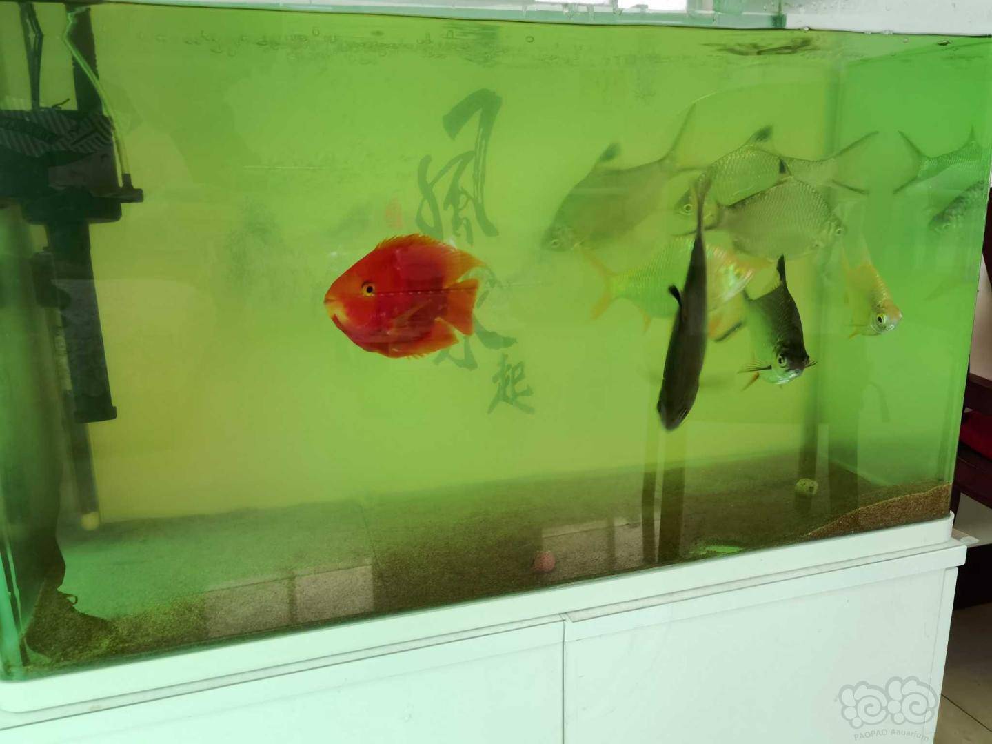 鱼缸水黄怎么办呀