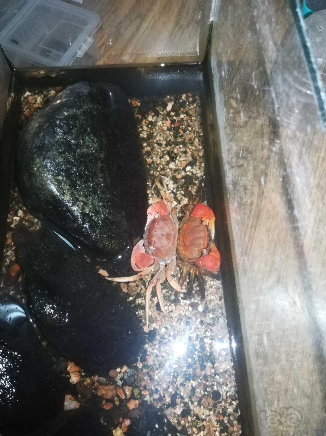 大红螃蟹蜕壳了-图1