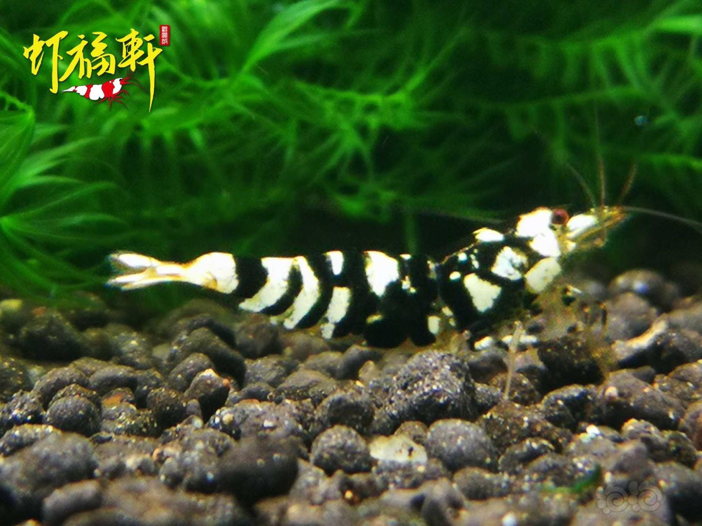 【虾】2021-04-29#RMB拍卖#黑花虎4只-图5
