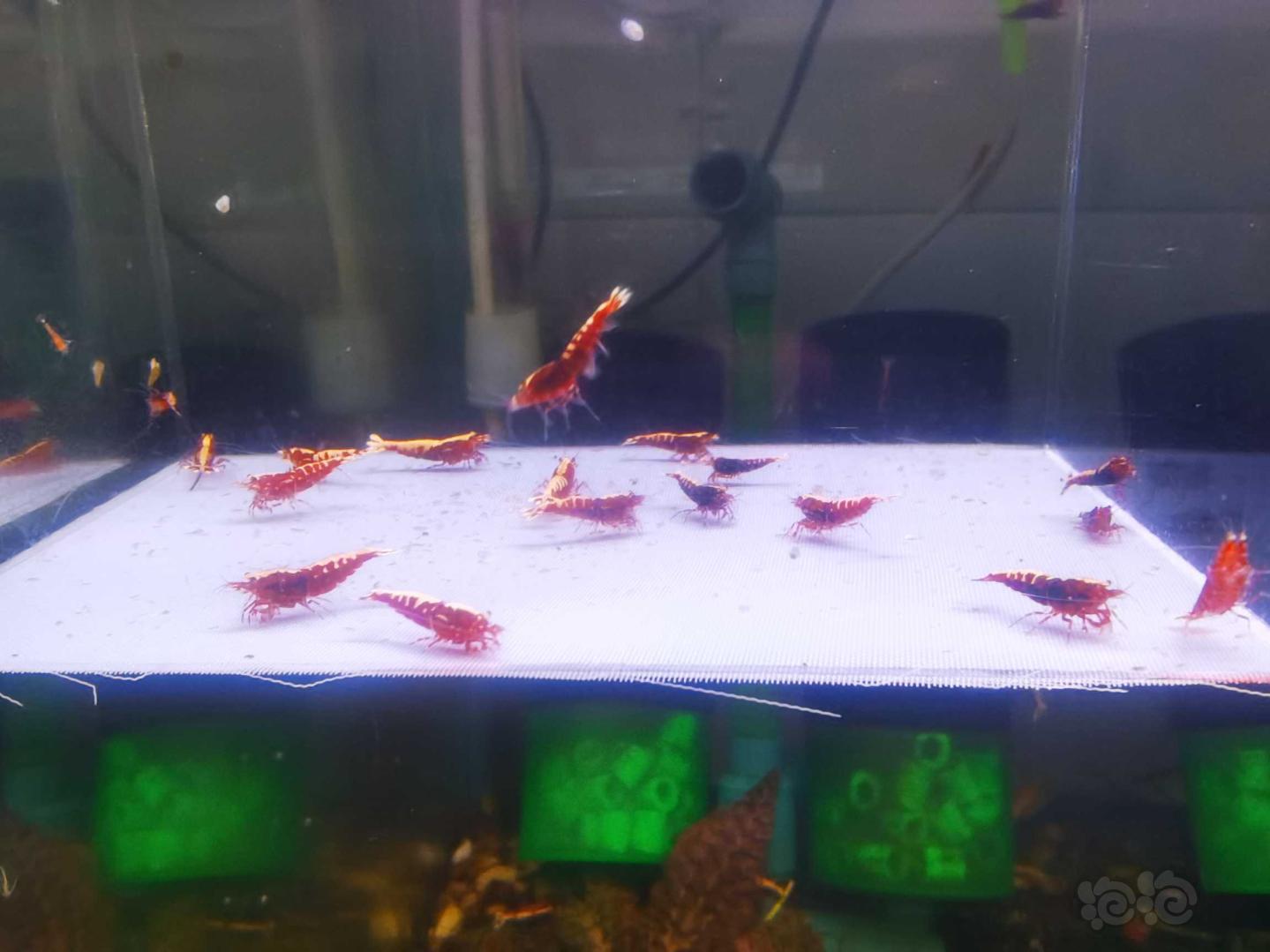 【虾】2021-4-19#RMB拍卖#红银河鱼骨20只-图1