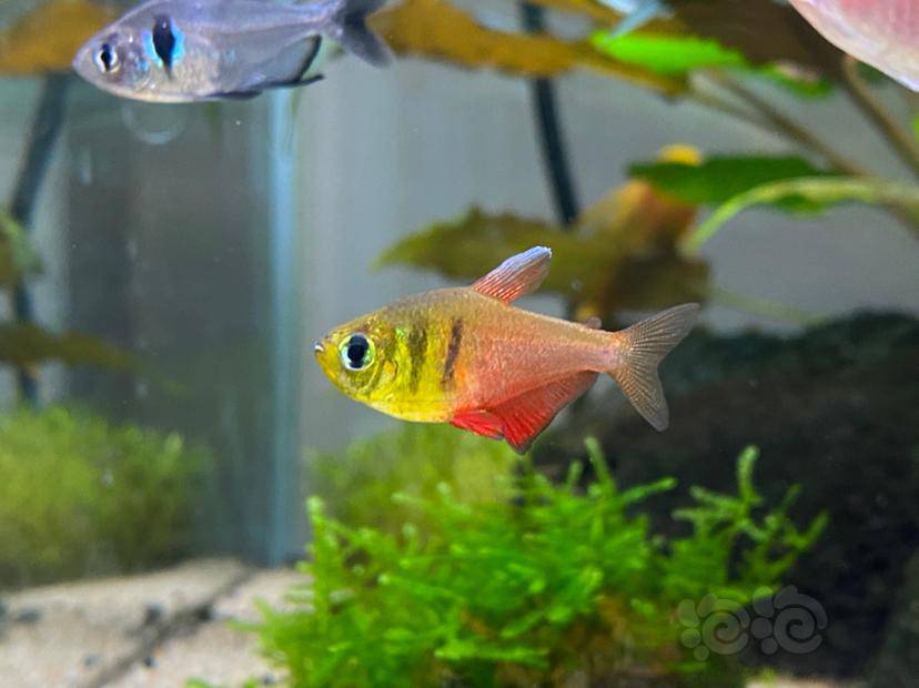 灯科鱼来个火焰鳍