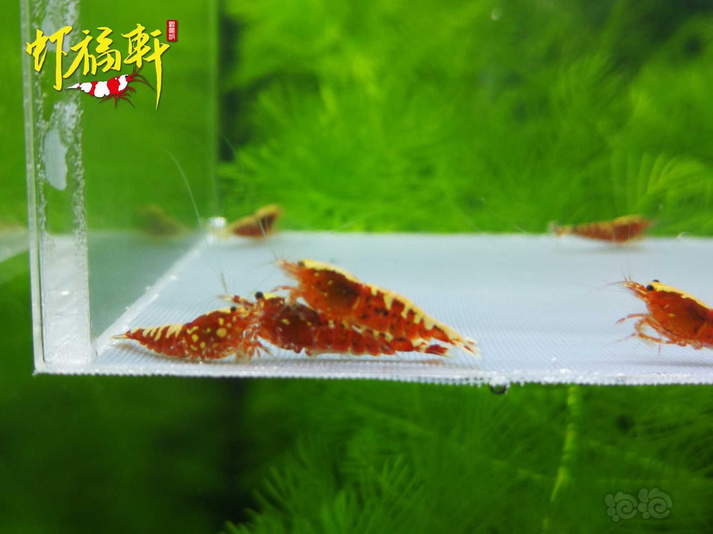 【虾】2021-04-26#RMB拍卖#红银河星钻淘汰级10只-图4