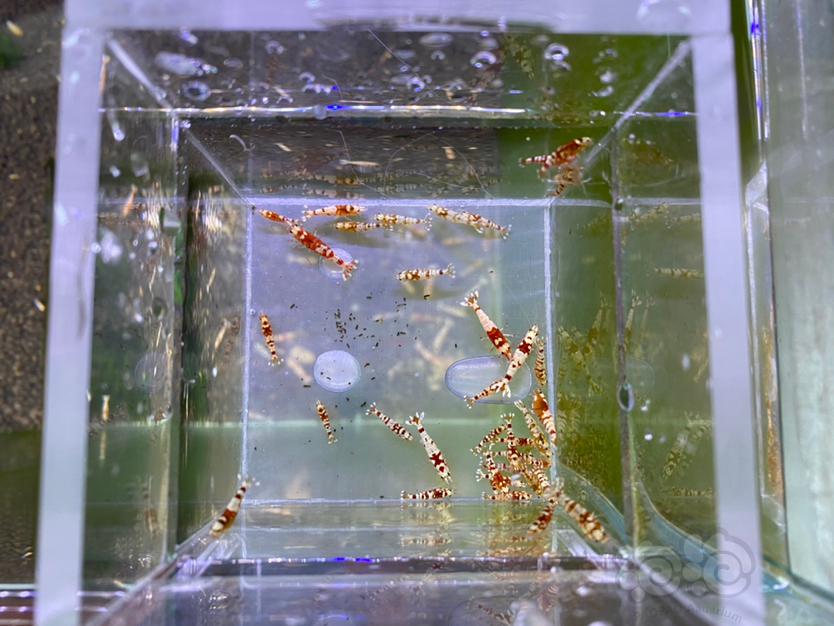 【虾】2021-4-11#RMB拍卖#  红花虎一份40只-图3