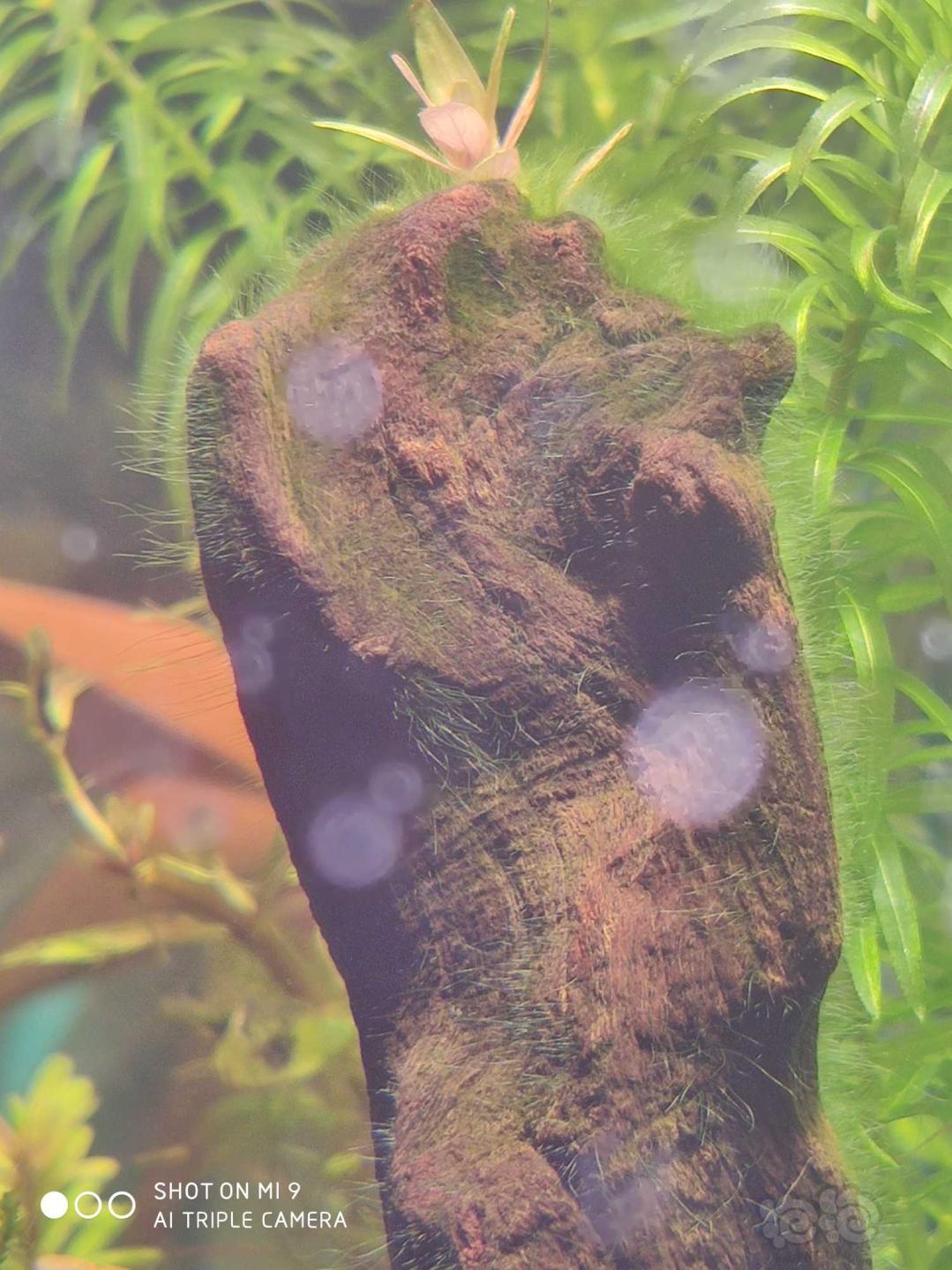 大神帮看看这是什么藻类   黑壳虾能处理吗-图1