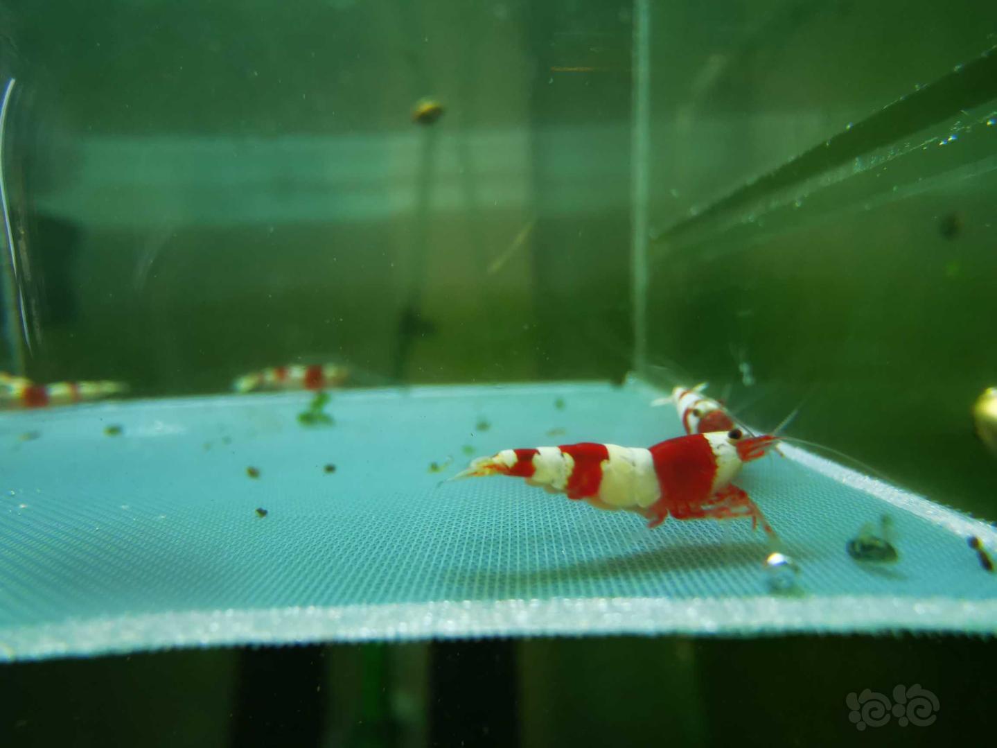 【虾】2021-04-27#RMB#拍卖红白水晶虾-图3