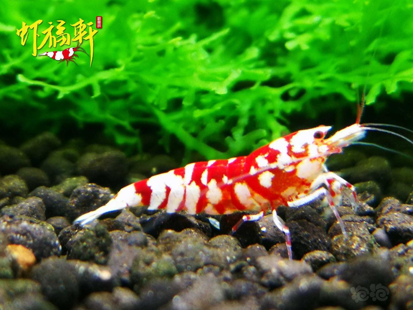 【虾】2021-04-06#RMB拍卖#红花虎2只-图4