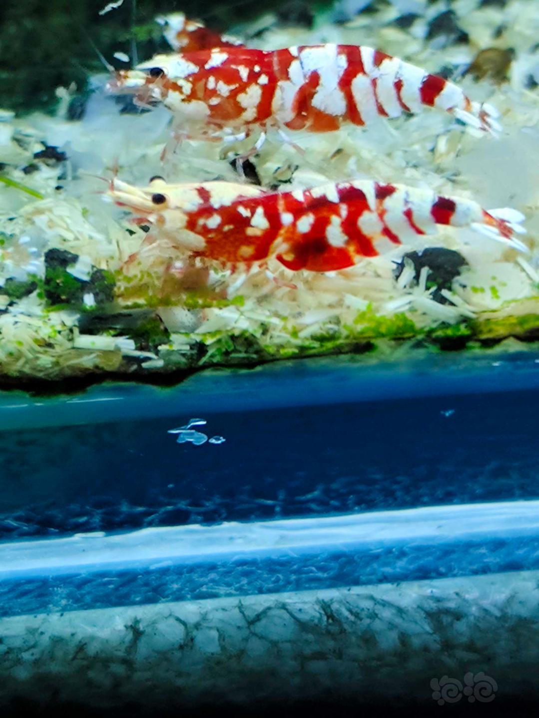 太极红花虎水晶虾-图5