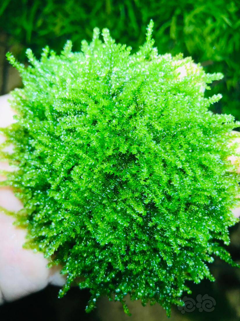 出水晶莫丝5块蕨一棵爪哇莫丝一盆进出水两套