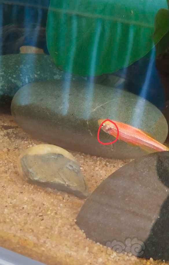 斑马鱼鱼鳃发黑是什么原因