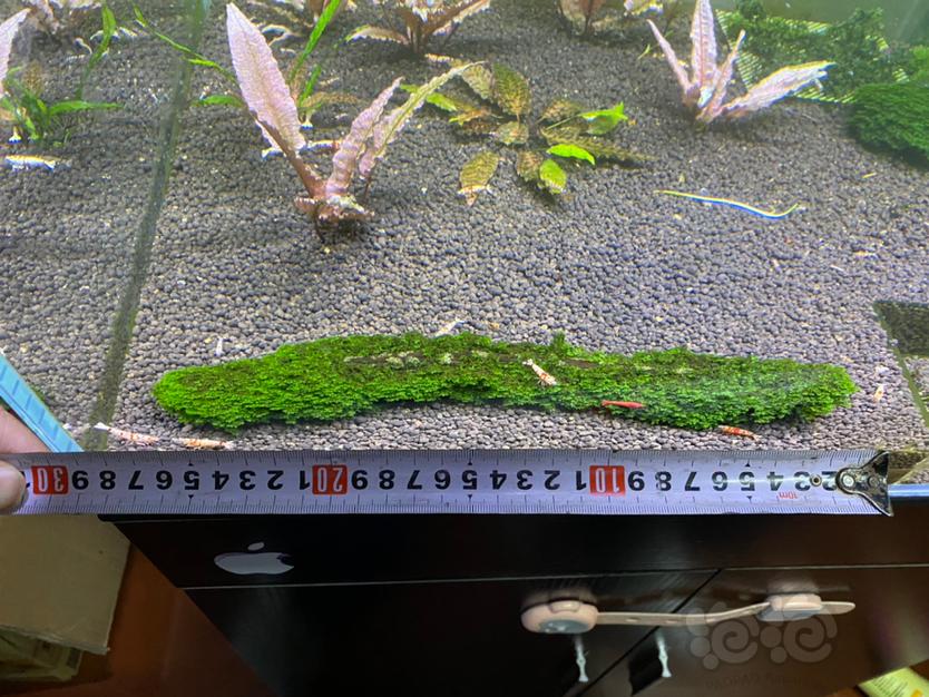 【水草】2021-4-3#RMB拍卖  迷你珊瑚莫斯定植沉木-图6