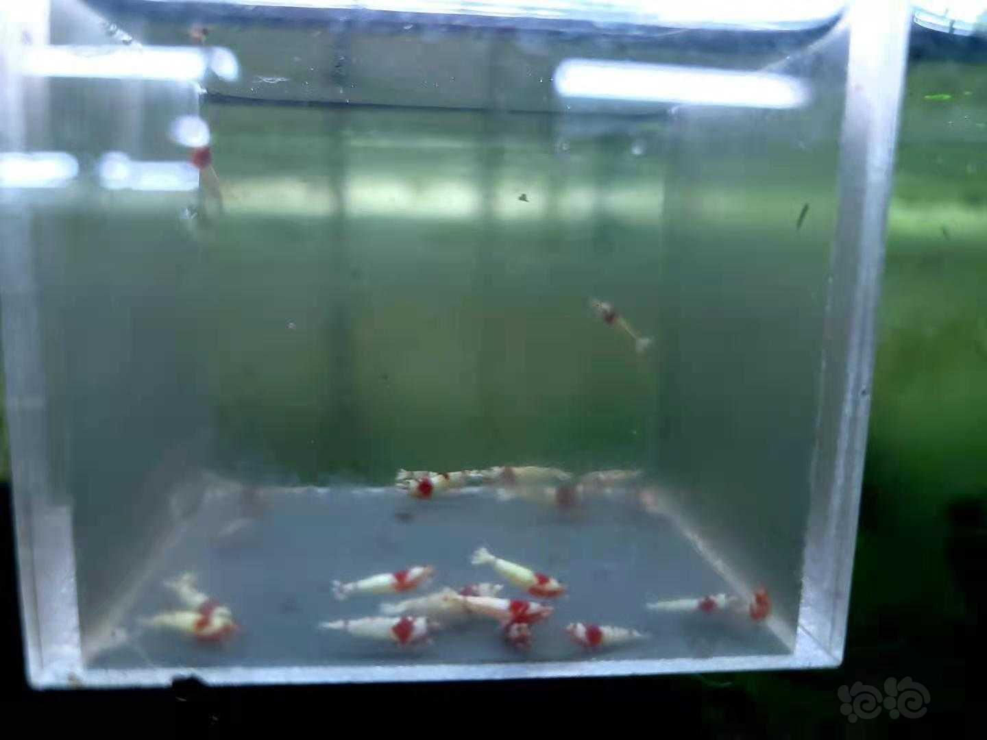 【虾】2021-4-28#RMB拍卖红白纯血小苗20只-图2