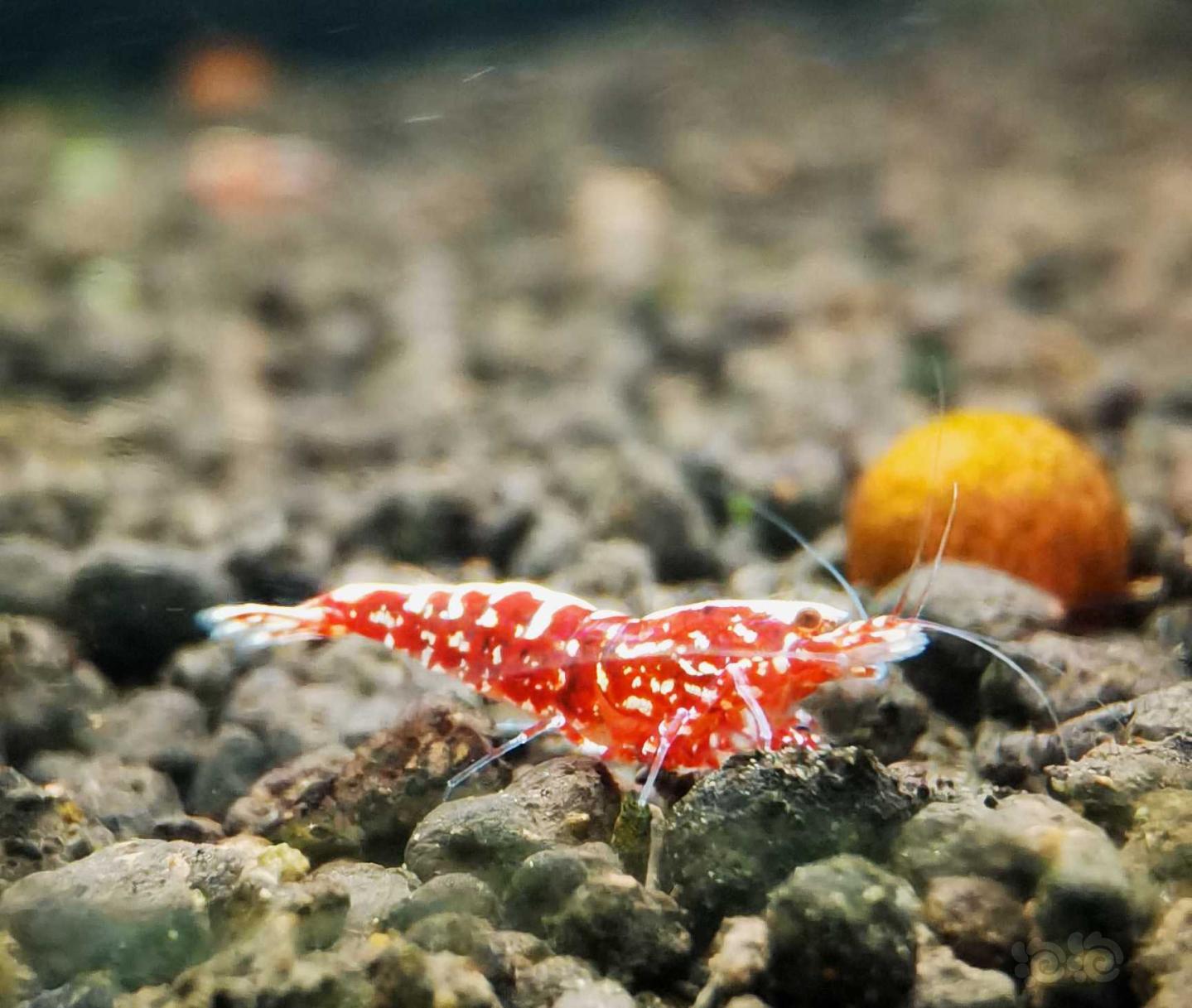 【虾】2021-4-25#RMB拍卖#红银河星钻水晶虾繁殖组一份3只-图5