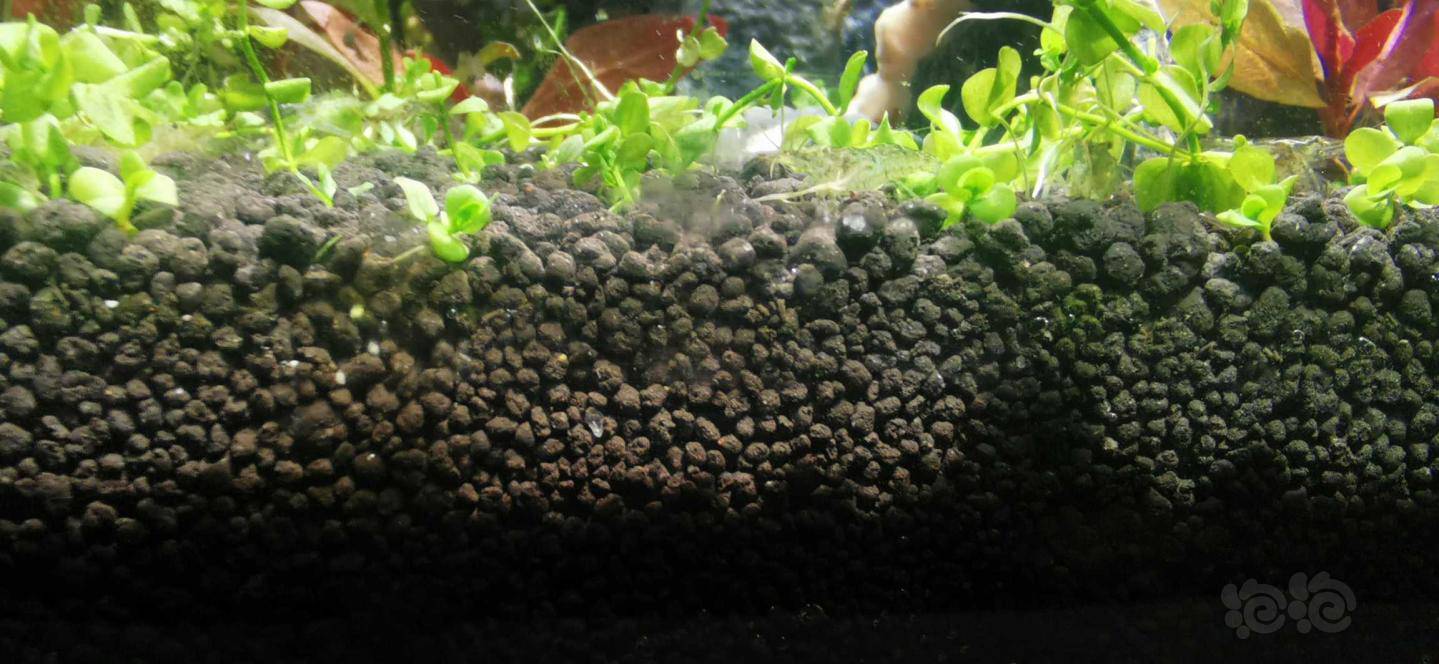 水草泥长藻了吗