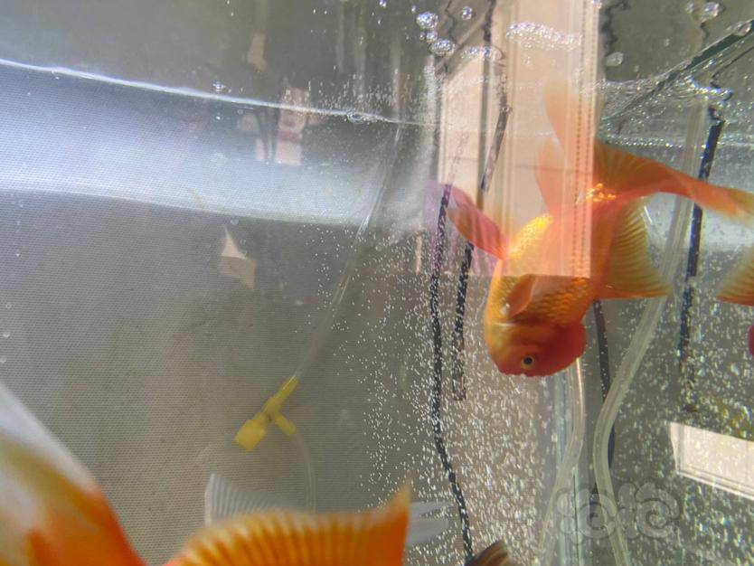 金鱼一直浮水面无法控制身体游动 泡泡水族