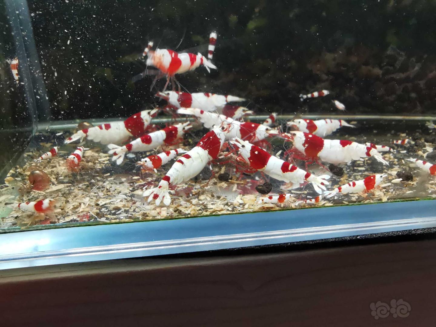 【虾】2021-4-3#RMB拍卖经典红白一线缸里苗子10只-图3
