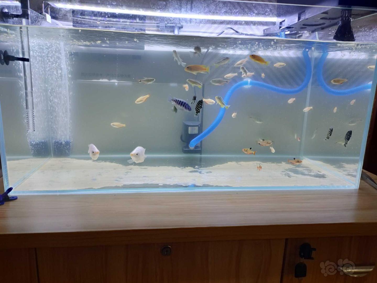 【三湖慈鲷】养鱼的乐趣就是在于动动手-图1